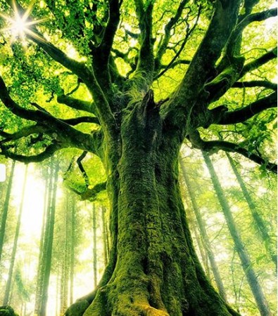 Mitologija drveća
