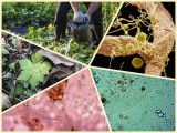Predavanje: Tečni mikrobiološki dodaci zemljištu